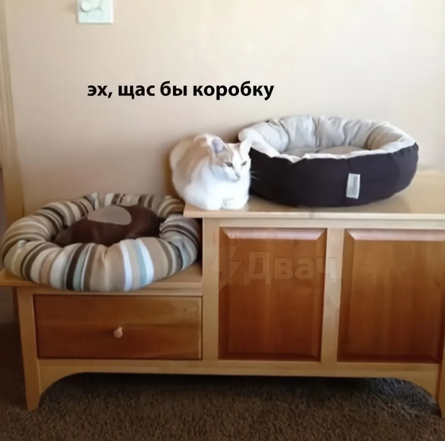 🐱Как же хочется коробочку