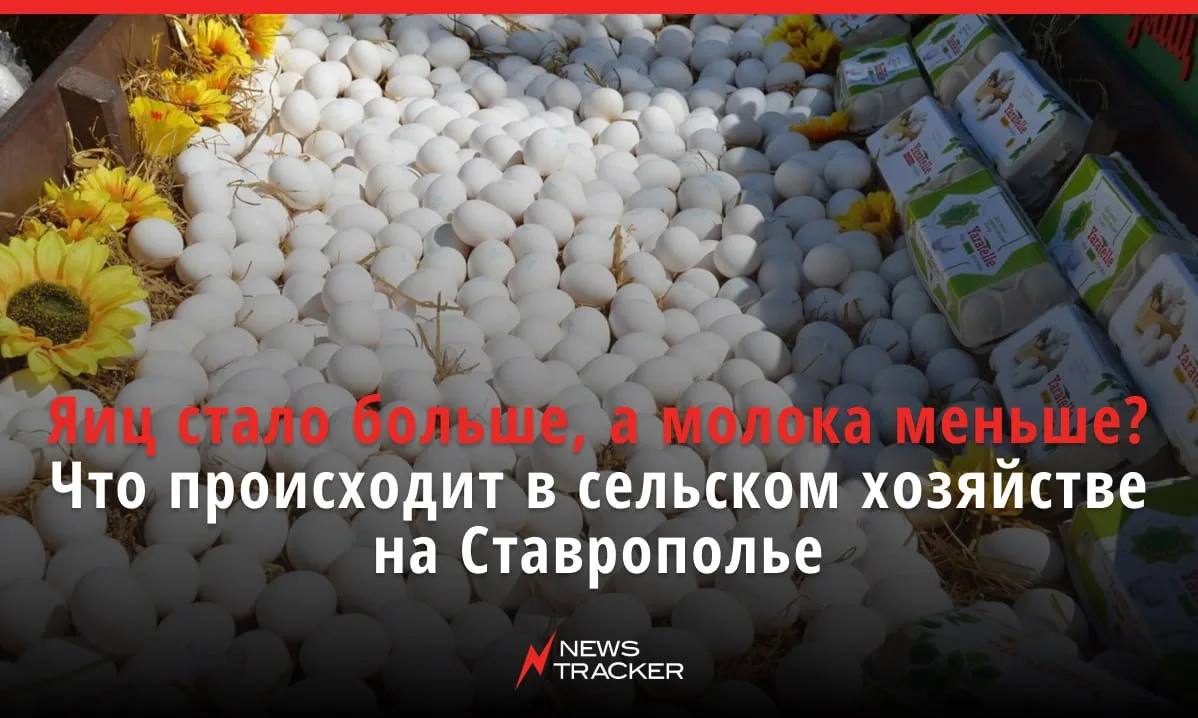 Сельское хозяйство Ставрополья по итогам января-августа 2026 года показало снижение общ...