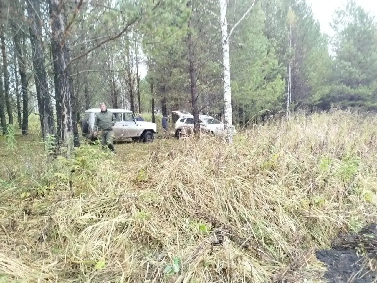 Будущие леса Кузбасса: в Даниловском лесничестве проверили молодые посадки