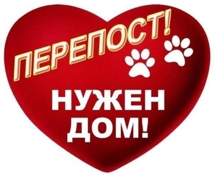 🧡 В Красновишерске у рыжего котика появился шанс на счастливую жизнь — и горожане могу...