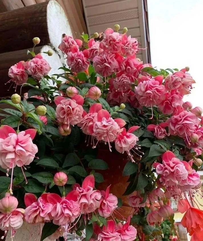 Потрясающий цветок Фуксия с бутонами 🌸