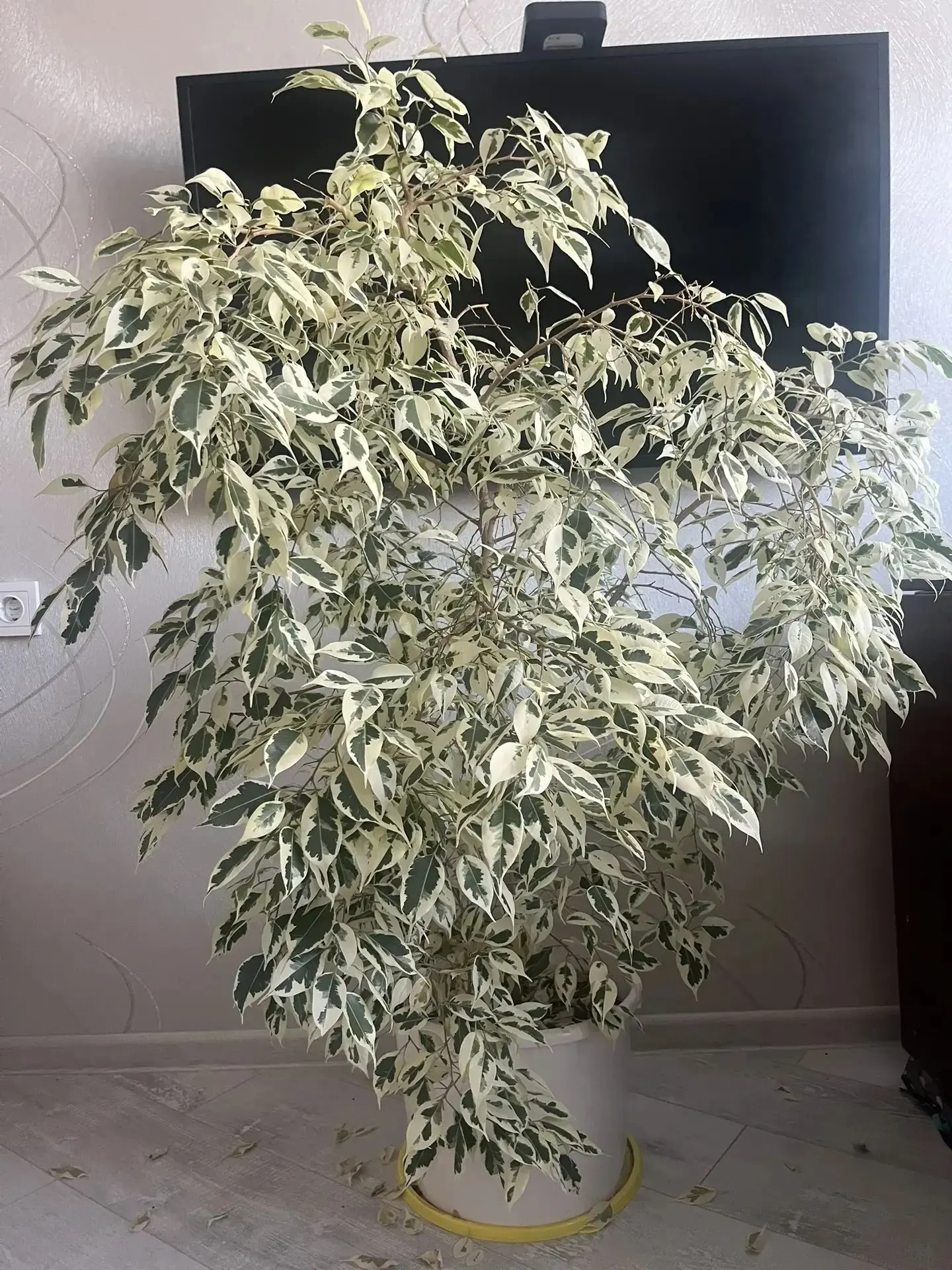 Фикус Бенджамина