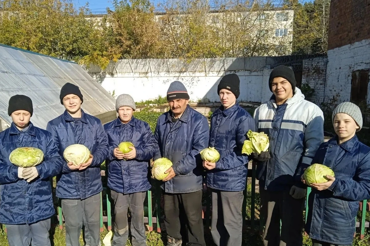 🥬 От грядки до стола: садовники собрали урожай капусты