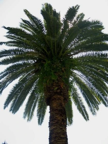 Ах, эти пальмы 😃 Ах, эта Гагра 😍😇🌴🌴🌴