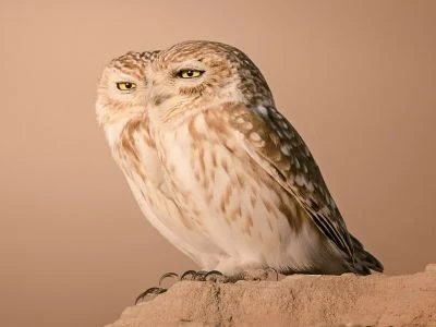 Объявлены финалисты Nikon Comedy Wildlife Photography Awards 2026