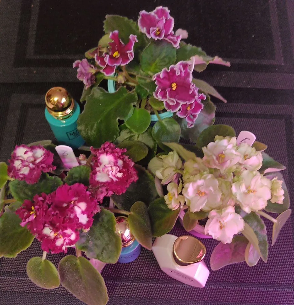 Немного ещё красоты ...я поймала себя на мысли, что мои фиалки, как наши парфюмы- все к...