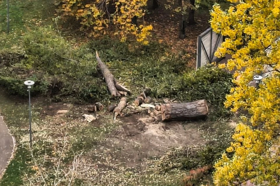 🌳 Во дворе спилили дерево, которое помнили с детства