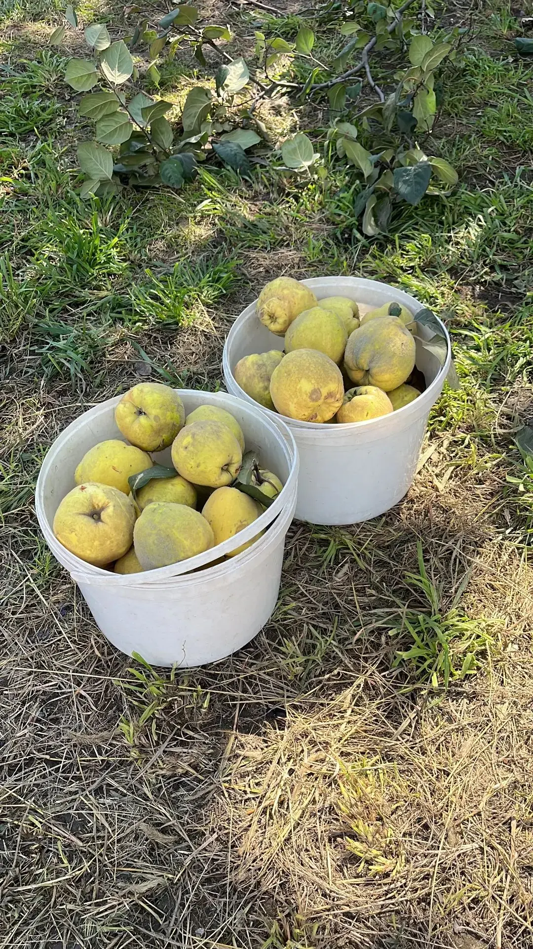 Продаю айву