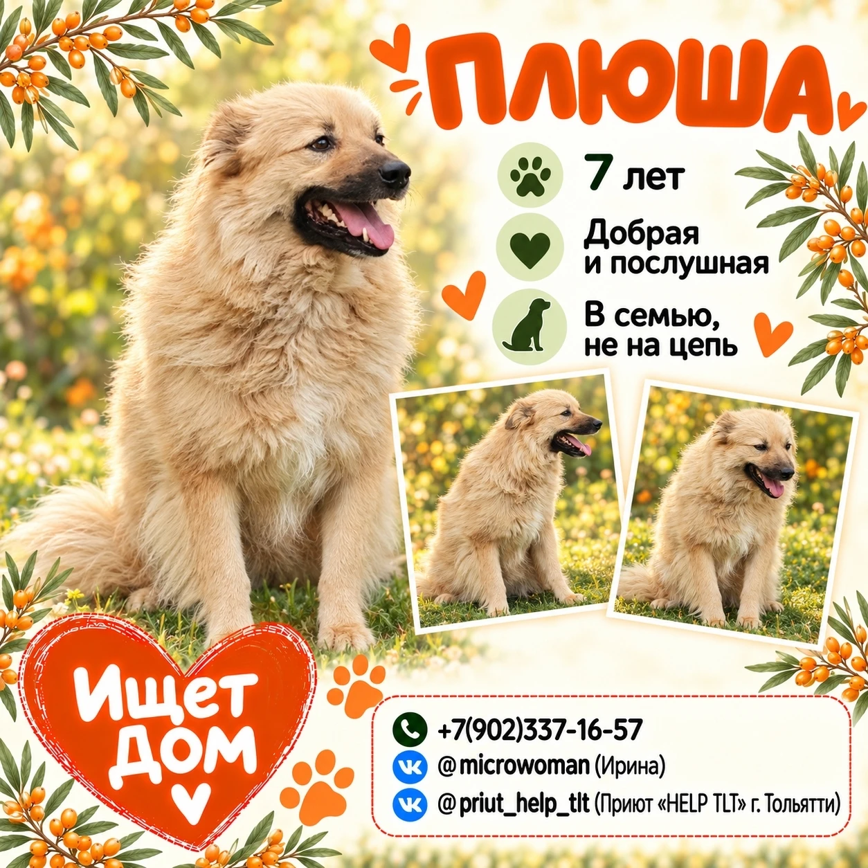 🐶 Друзья, наша Плюша несколько раз становилась донором крови, помогая другим собакам. ...