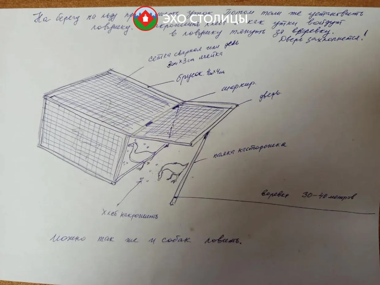 Уток с озера Щорса пока не удалось отловить
