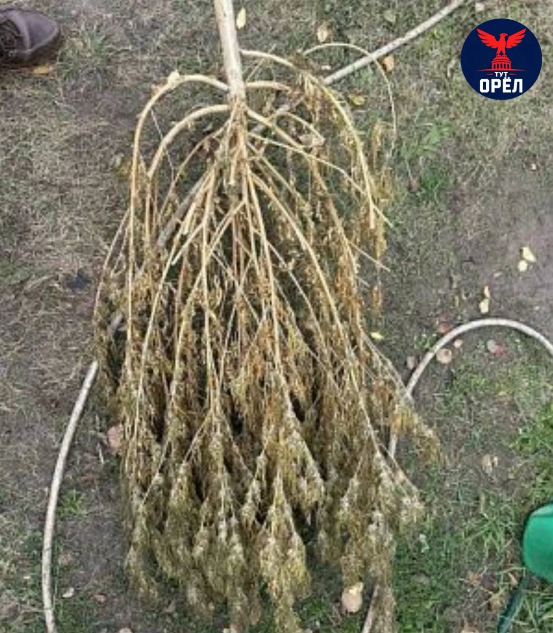 🚔 Больше килограмма конопли нашли у жителя Орловского района.