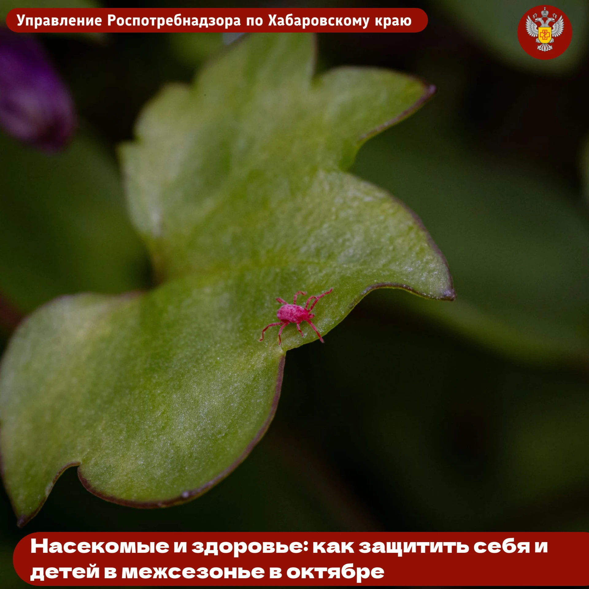 Насекомые и здоровье: как защитить себя и детей в межсезонье в октябре 🍂