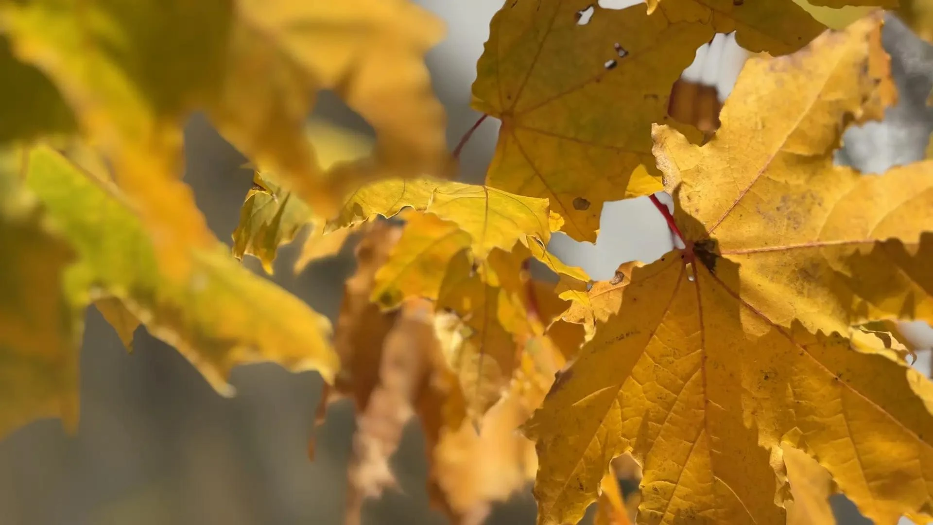 🍂 Тёплые осенние дни — это маленький подарок природы!