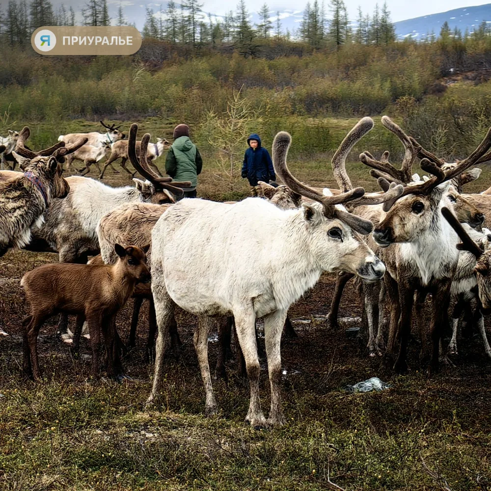 🦌Ямал готовится к перекочёвке оленей и убойной кампании