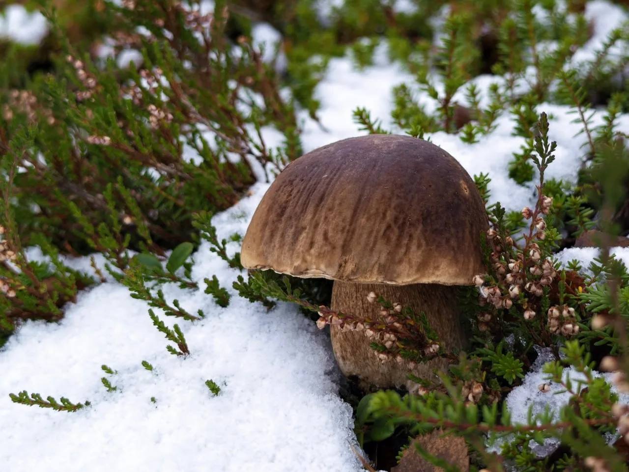 🍄‍🟫 Доброе утро, Заполярье!