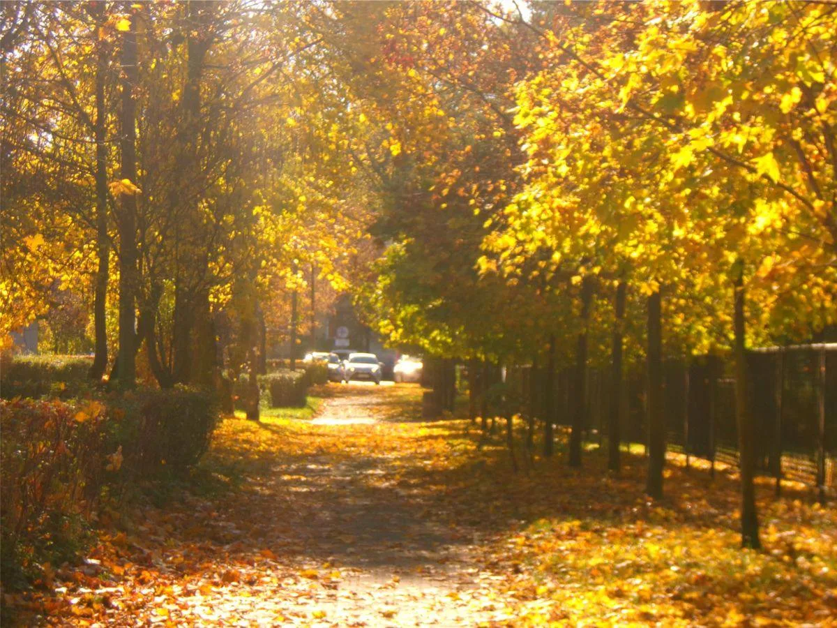 🍃 Доброе, осеннее утро, москвичи!
