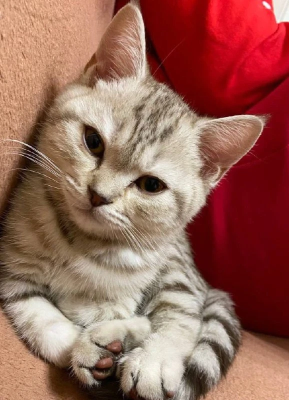 Милоты вам в ленту 😉