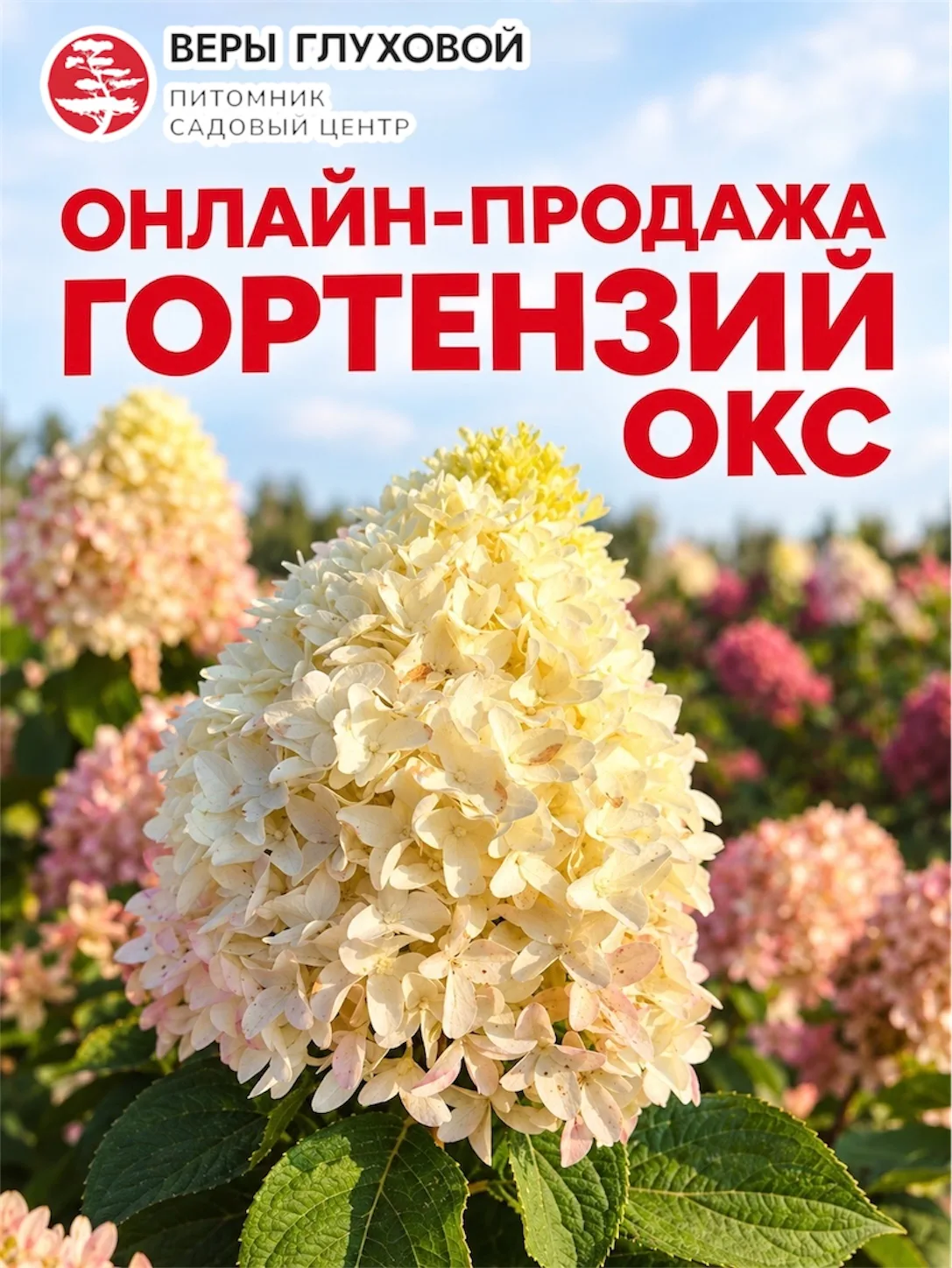 ГОРТЕНЗИИ ОКС В ИНТЕРНЕТ-МАГАЗИНЕ — СТАРТ ОТГРУЗОК С 15 ОКТЯБРЯ! 🌿