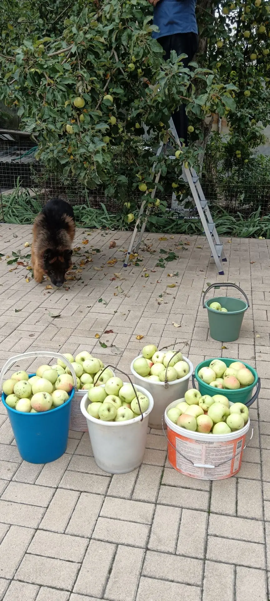 Продам яблоки Золотой Ранет со своего сада, крупные, вкусные, сладкие, без кислинки, ве...