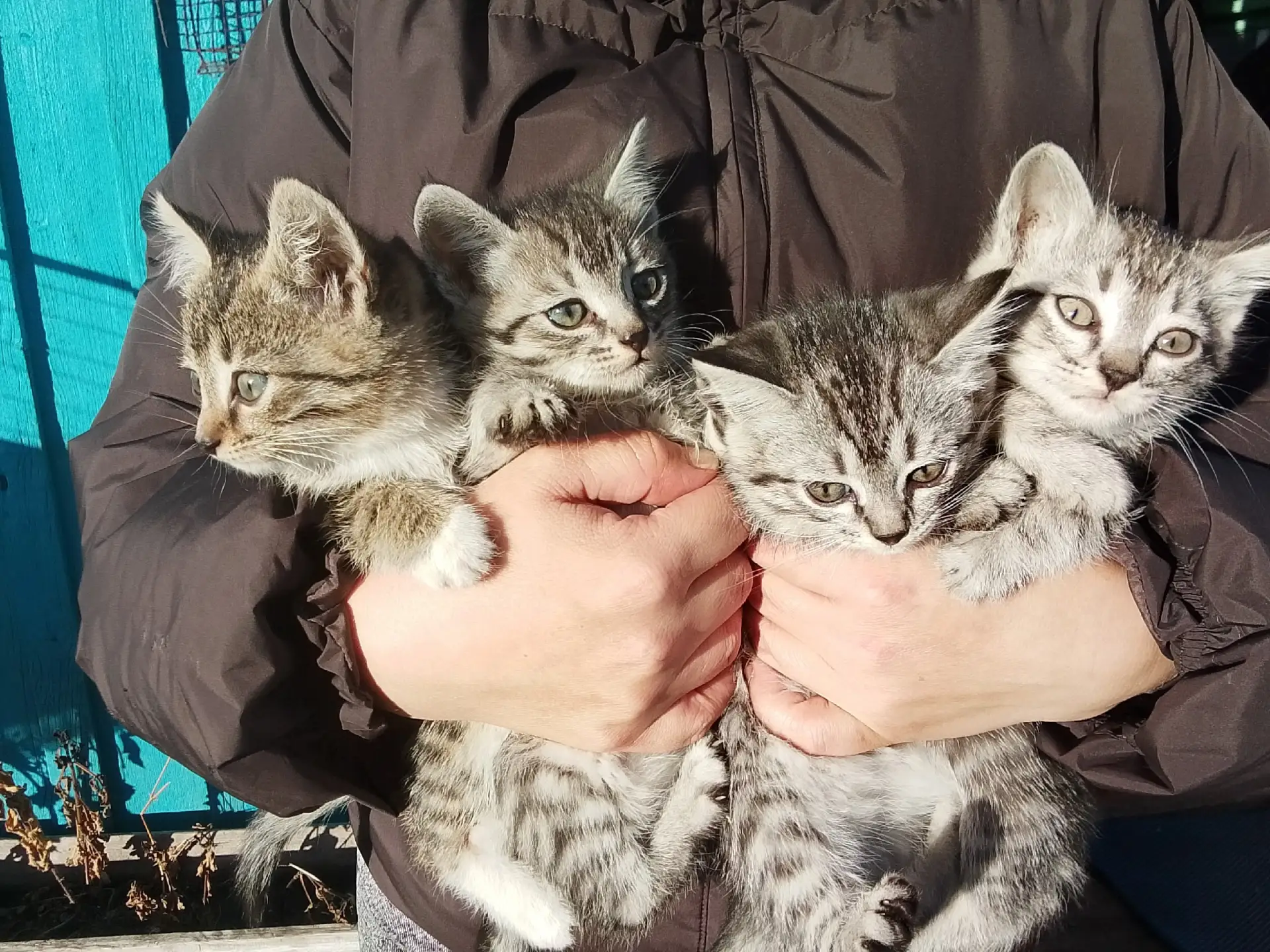 Отдам котят в хорошие руки два мальчика и две девочки кушают всё