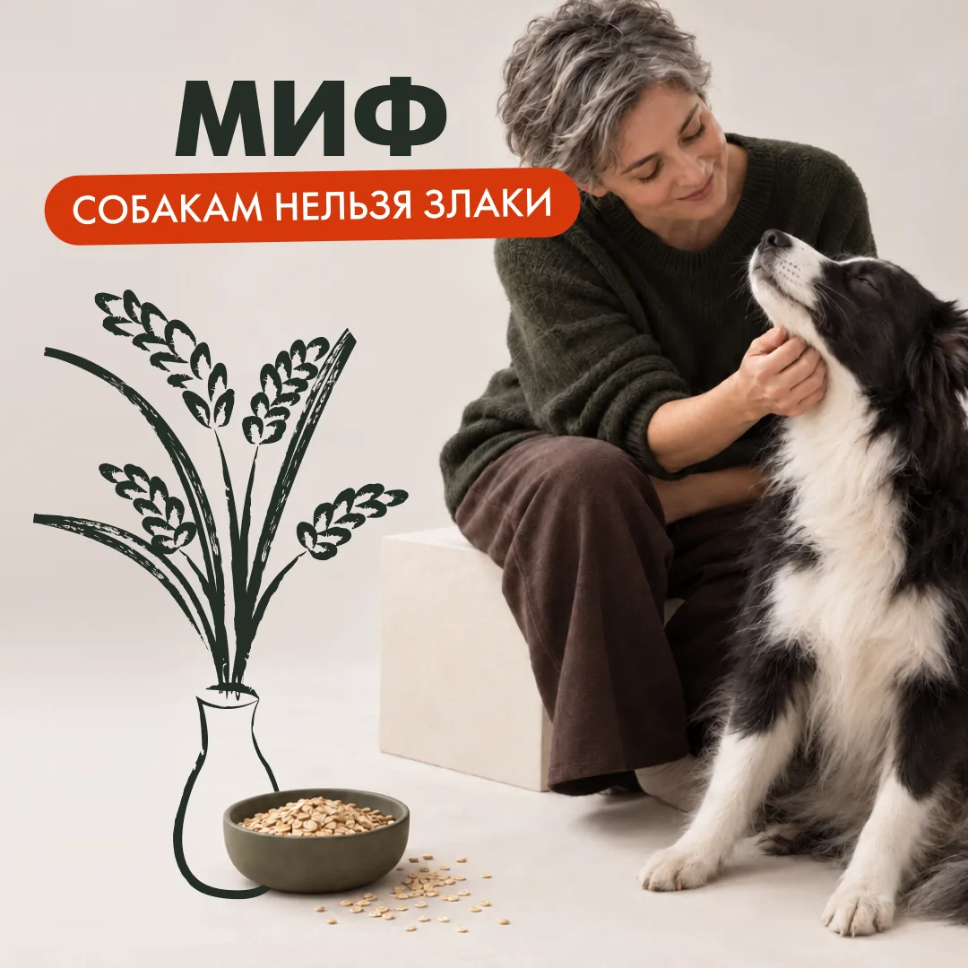 🌾 Миф: собакам нельзя злаки