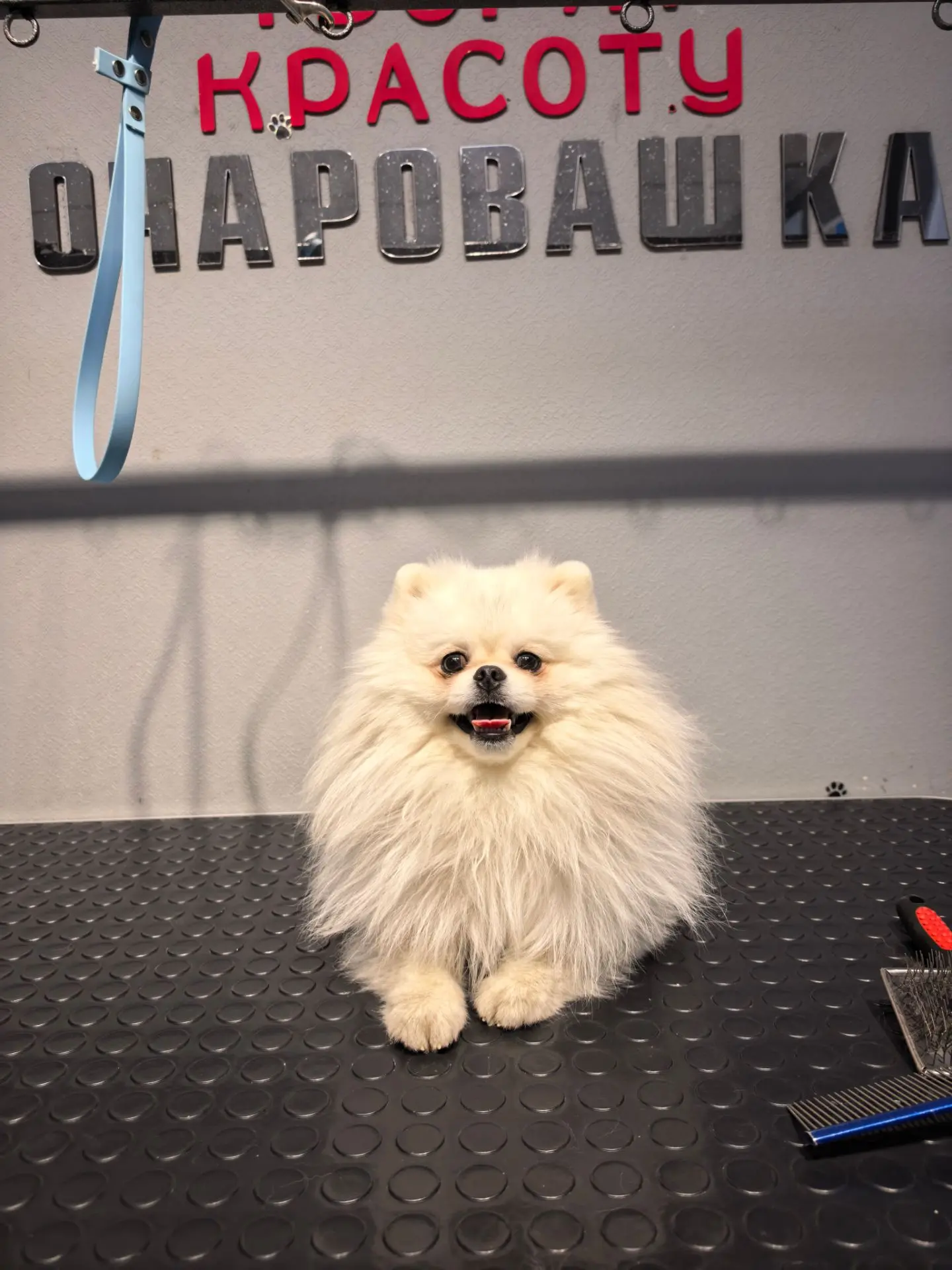 И мой любимый мальчик Лукас на гигиене🥰