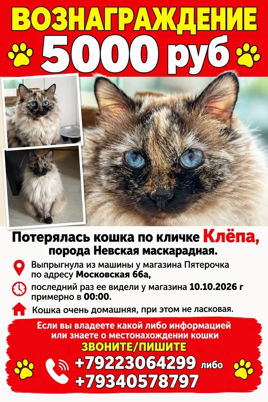 🆘 Потерялась кошка! В Дубовке!