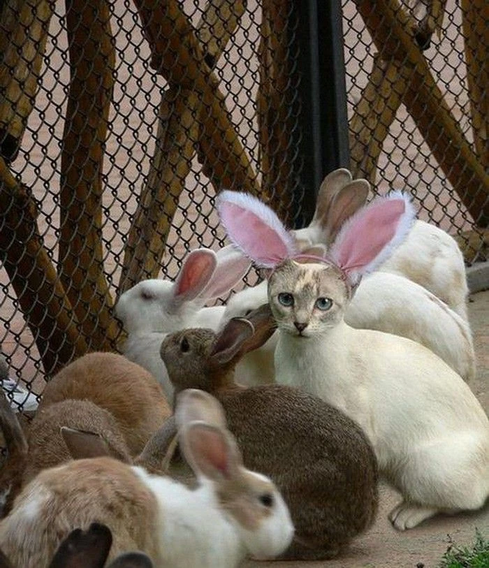 Когда ну очень хочется стать частью команды ☺️