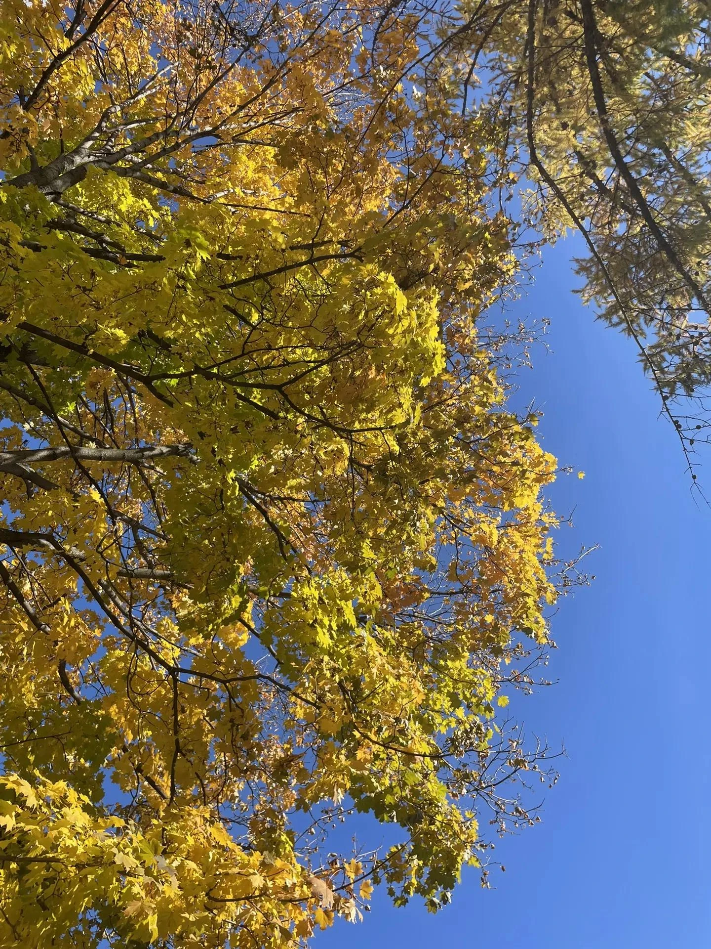 🌥 Конец рабочей недели тоже тёплый. Погода в Тольятти 16 октября