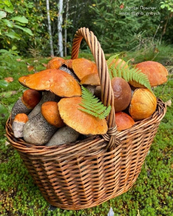 Подписаться