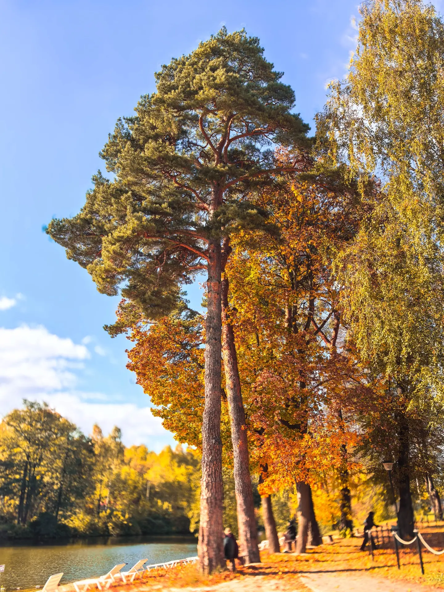 Живописная осень в парк-отеле «Воздвиженское»🌟🍁💫
