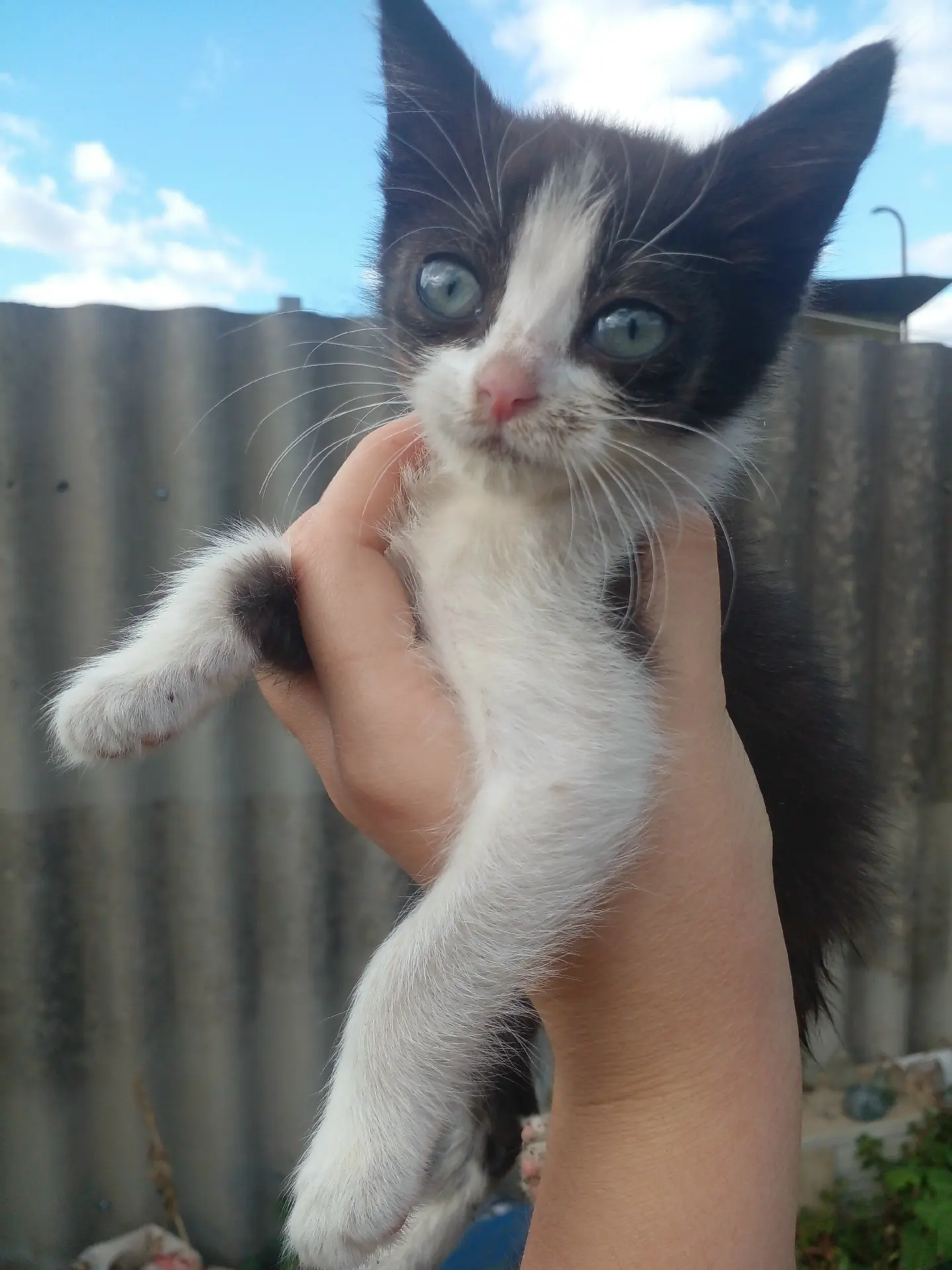 Отдам котёнка в добрые руки.