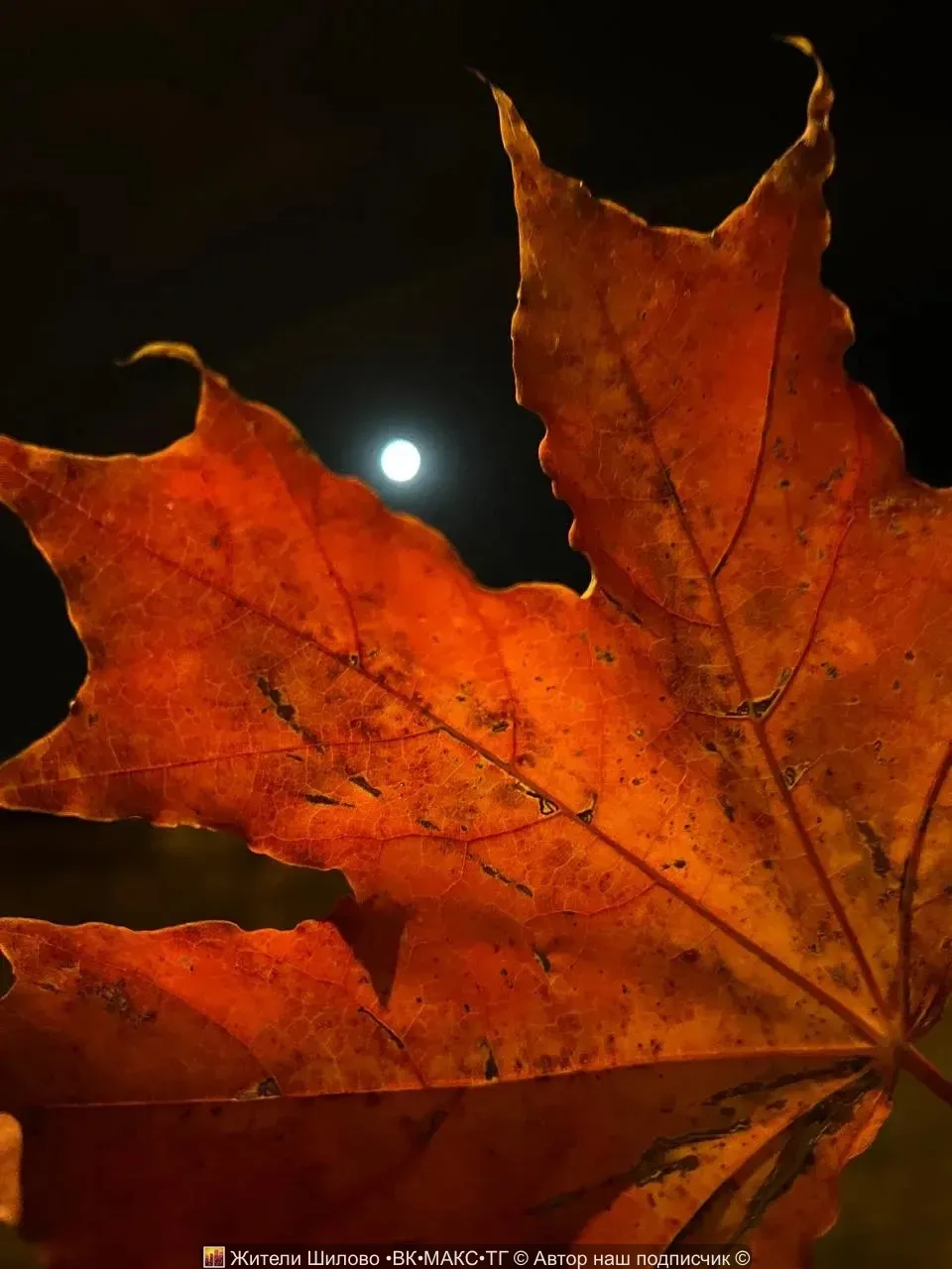 🍁 Всем тихой осенней ночи и крепких снов ✨
