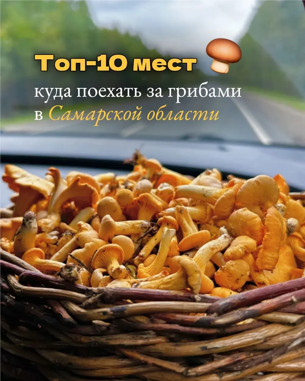 Грибники, ваш выход 🍄
