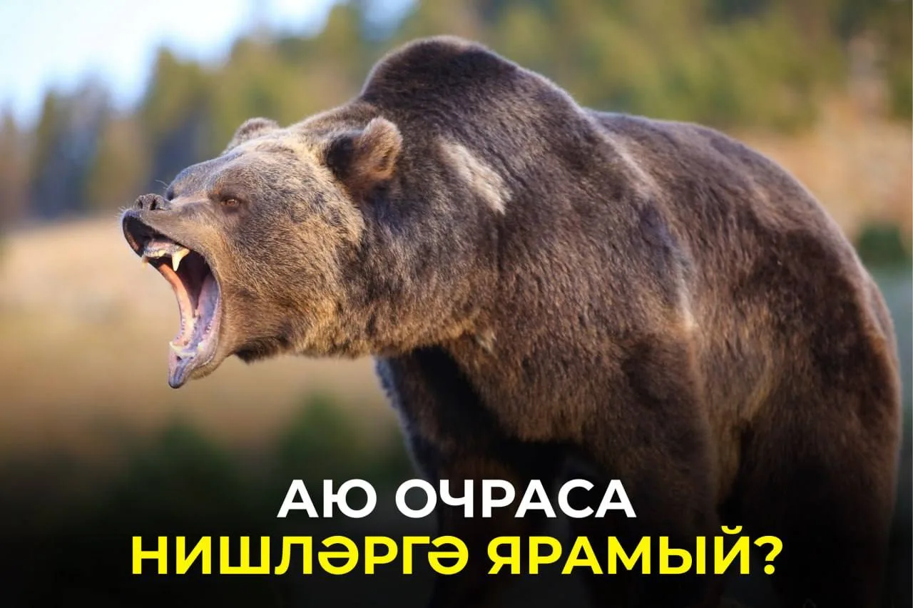 Урманда аюга юлыксаң, үзеңне ничек тотарга? Аучы ерткычны куркытырга ярдәм итә торган ы...