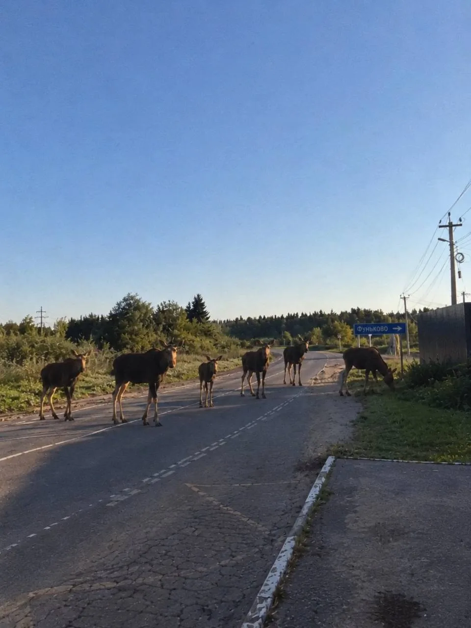 Лоси на дороге в фуньково. сегодня