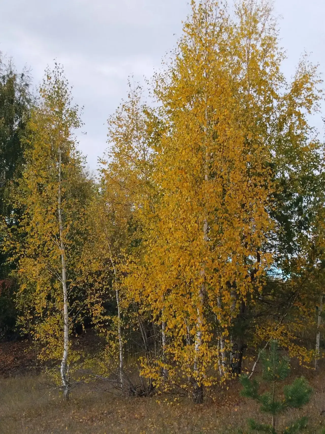 Хәерле эш көннәре булсын🍂