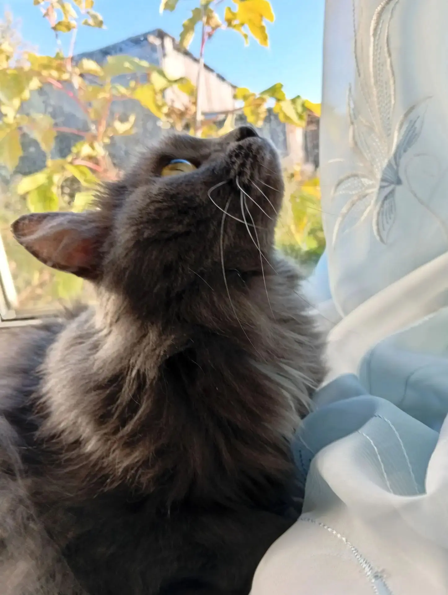 🐾 Пристраивается серая красавица! 🐾