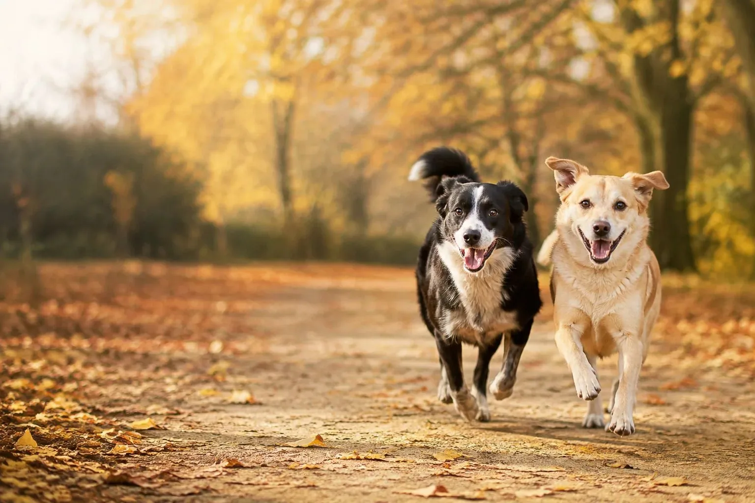 🐶Кросс «Четыре лапы»: Симферополь приглашает на благотворительный забег с собаками