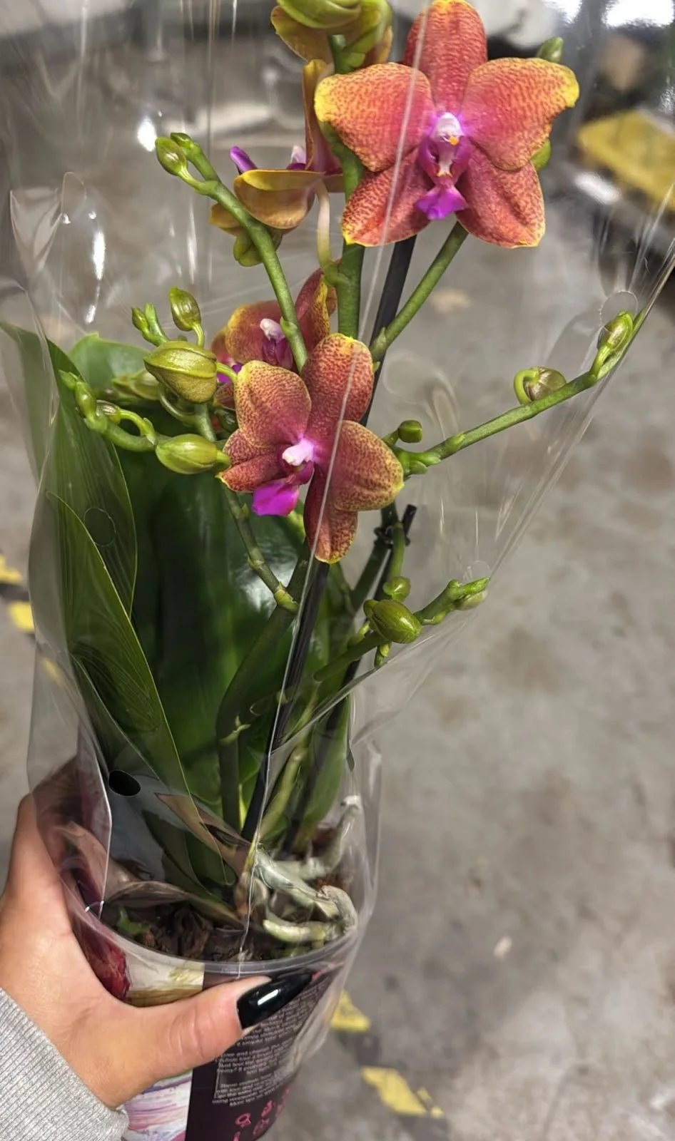 🌸 Предзаказ Голландия 🌸