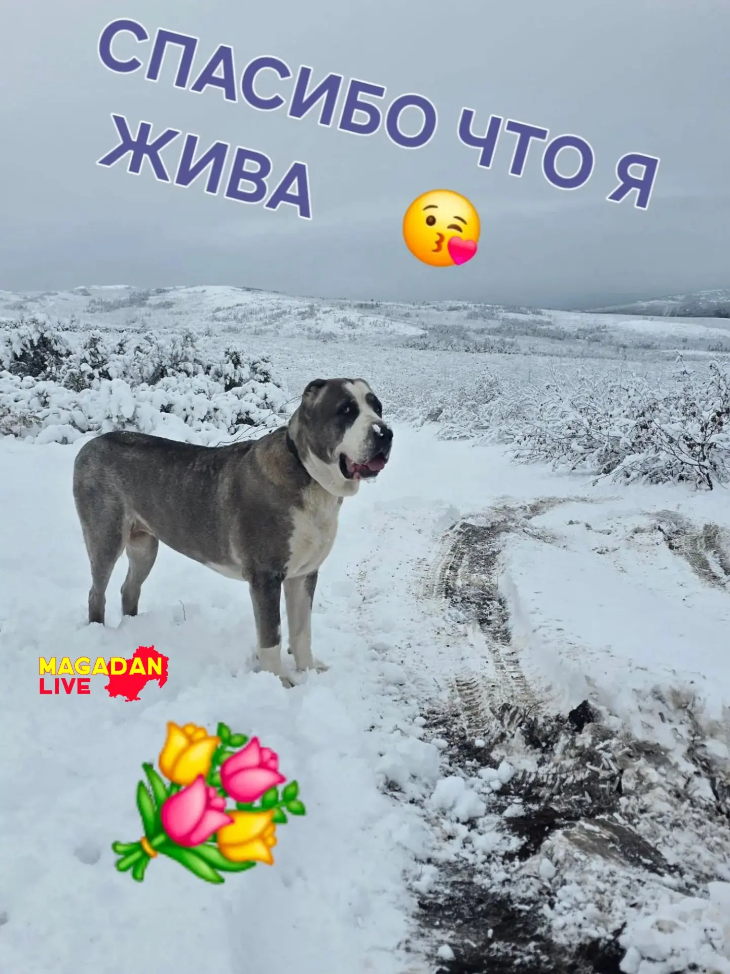 Хочу выразить огромную благодарность за спасение жизни моей собаки! Врачу ветеринару Ст...