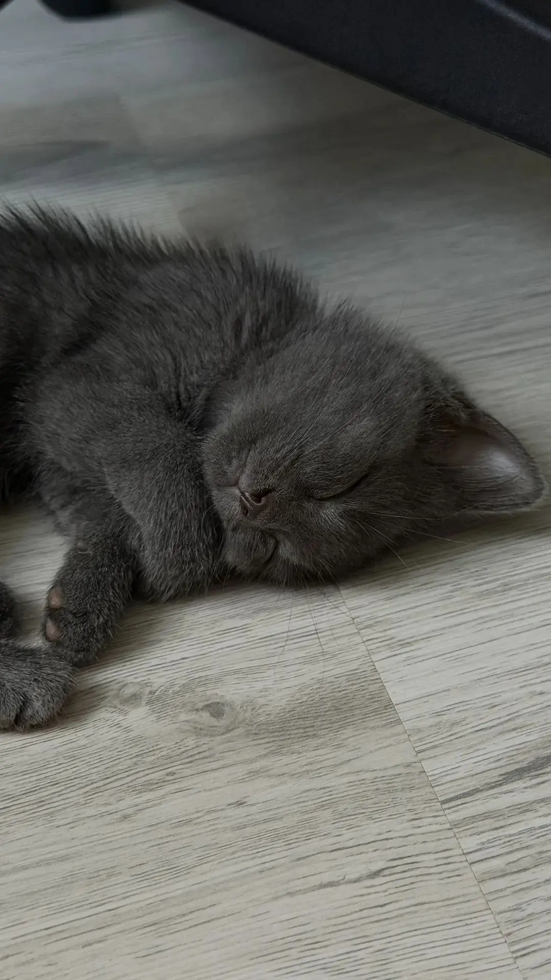 У нас пополнение❤🐱