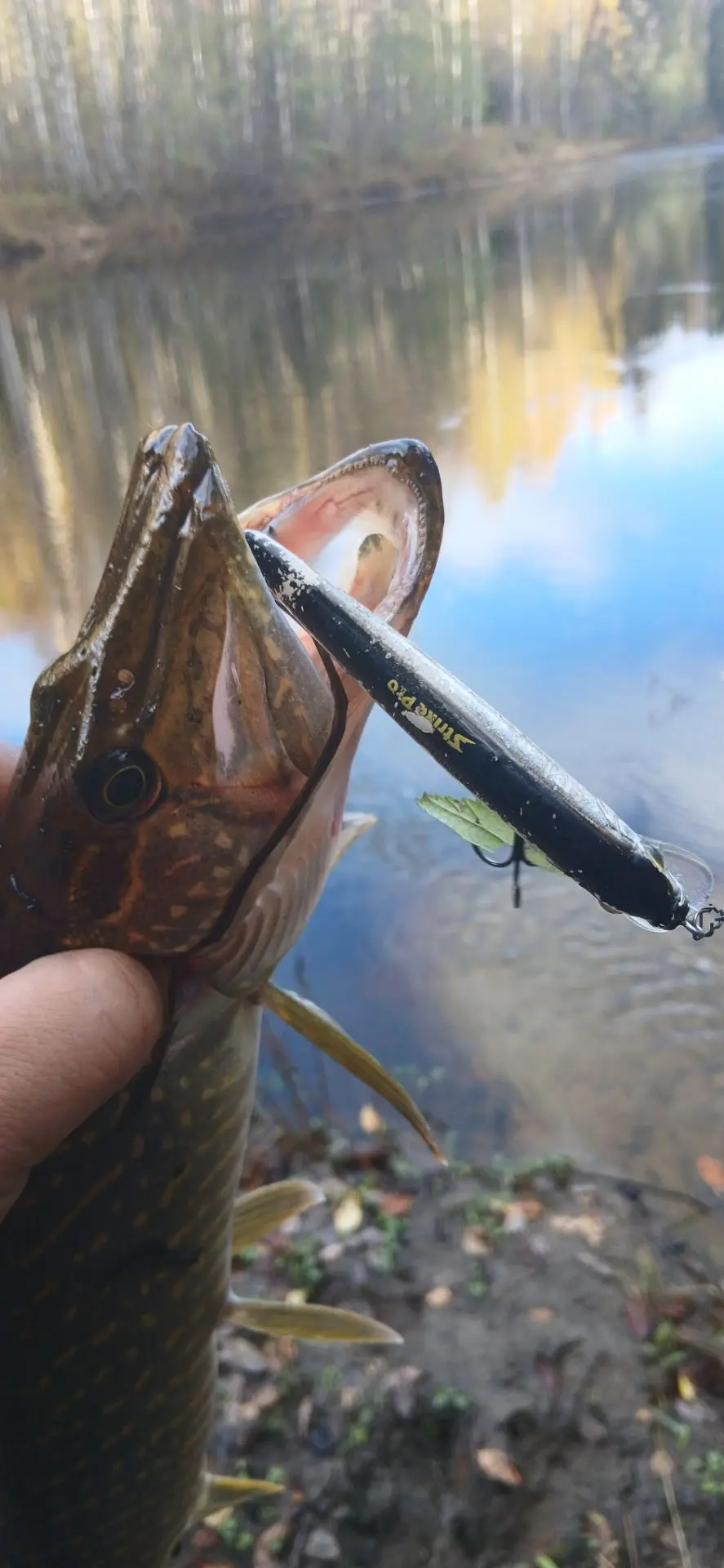🎣 Улов от подписчика