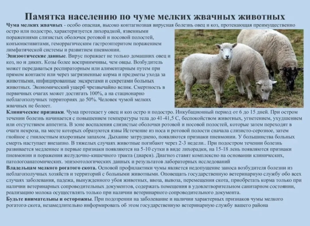 Чума мелких жвачных!