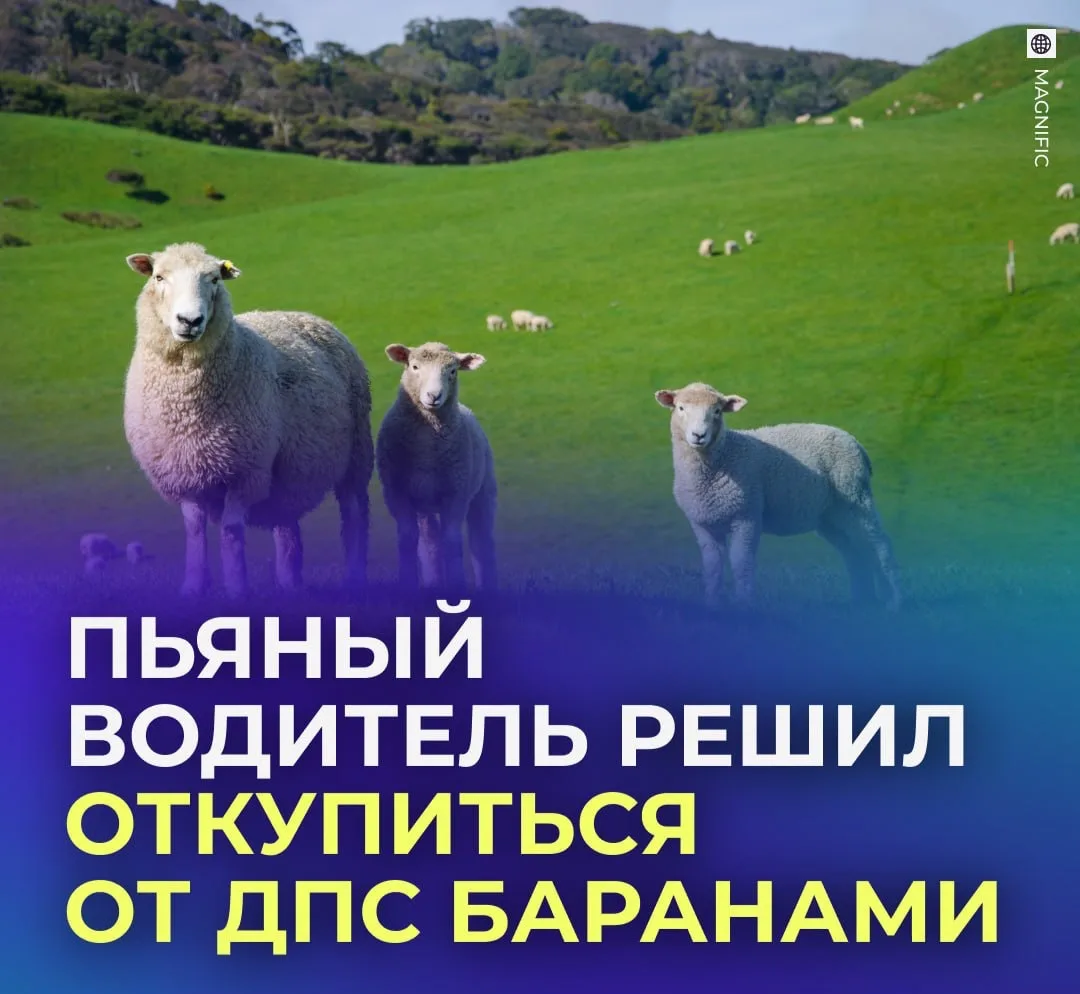 🐏 Ставрополец решил рассчитаться с ДПС двумя баранами.