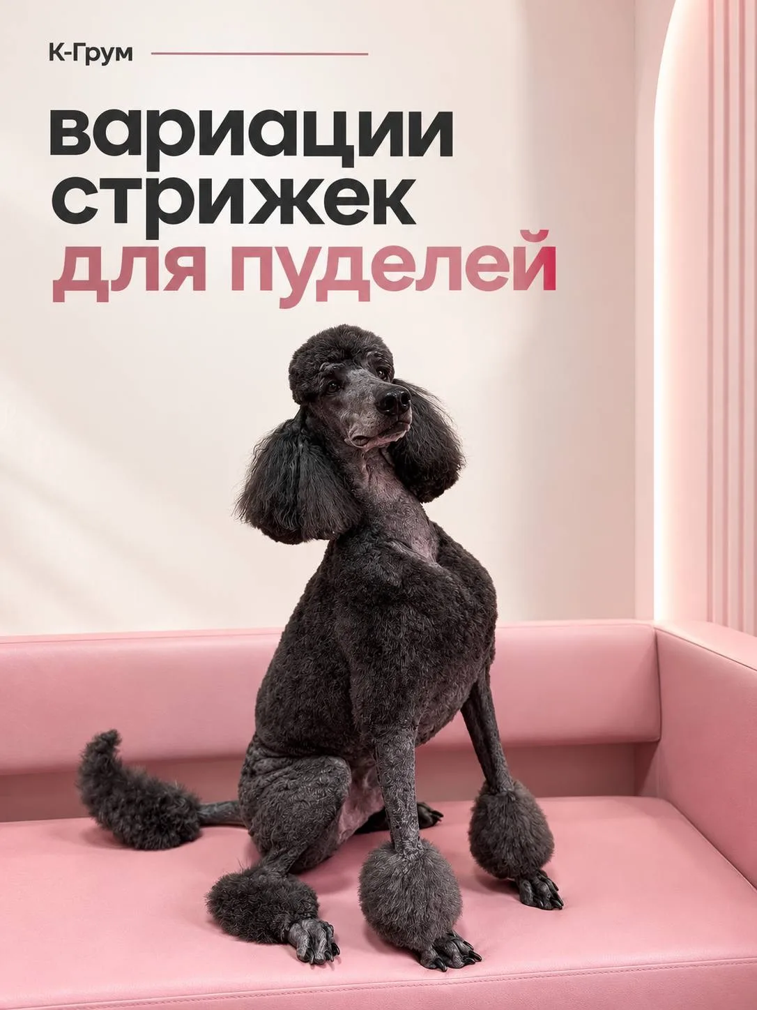 Пудель — это тот самый случай, когда со стрижкой можно действительно поиграть 🤍