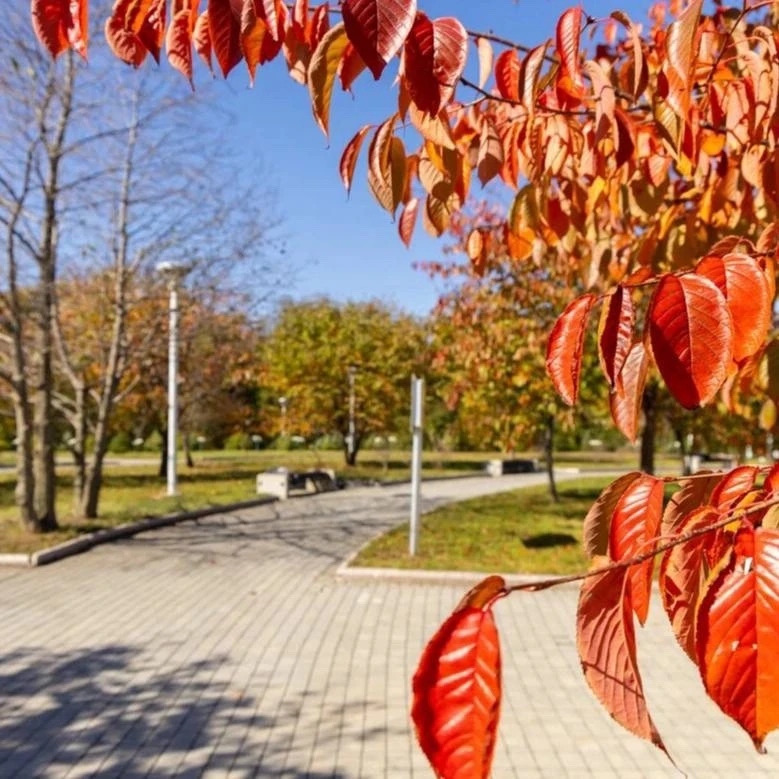 🍂 Осень в кампусе ДВФУ