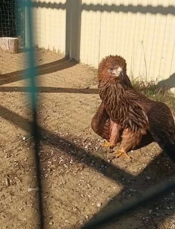 🦅 В Дагестане спасли редкого орла с повреждённым крылом