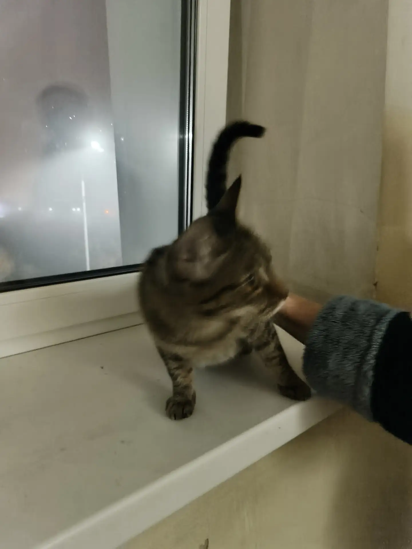 Нашлась кошечка 🐱 по адресу,  ул. Лесная 3. Может кто потерял, хозяева отзовитесь. Оче...