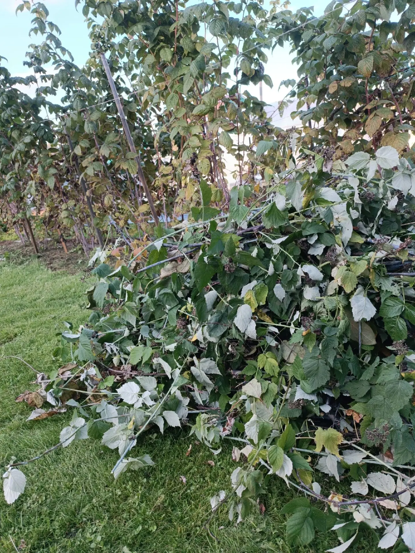 ОБРЕЗАЕМ МАЛИНУ🌿✂